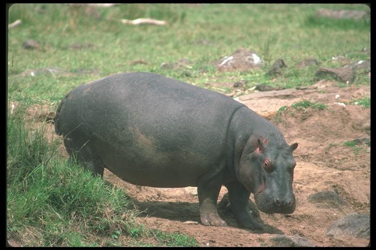hippopotamus-200062.jpg