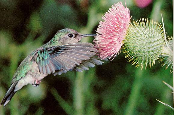 HUMMINGBIRD2.JPG