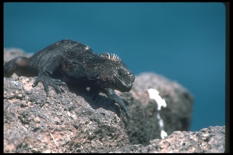 black Iguana-200072.jpg