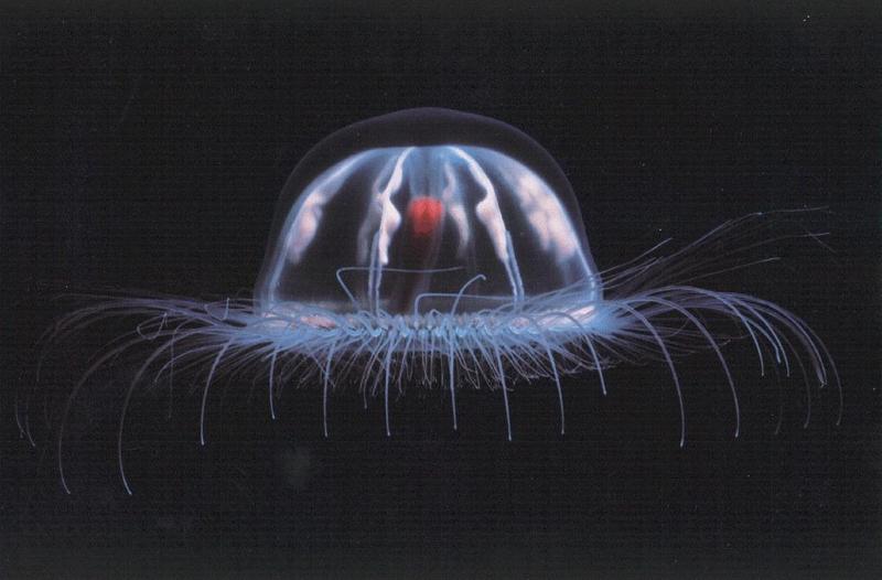 jellyfish026.jpg