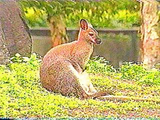 kangaroo-anim078.jpg