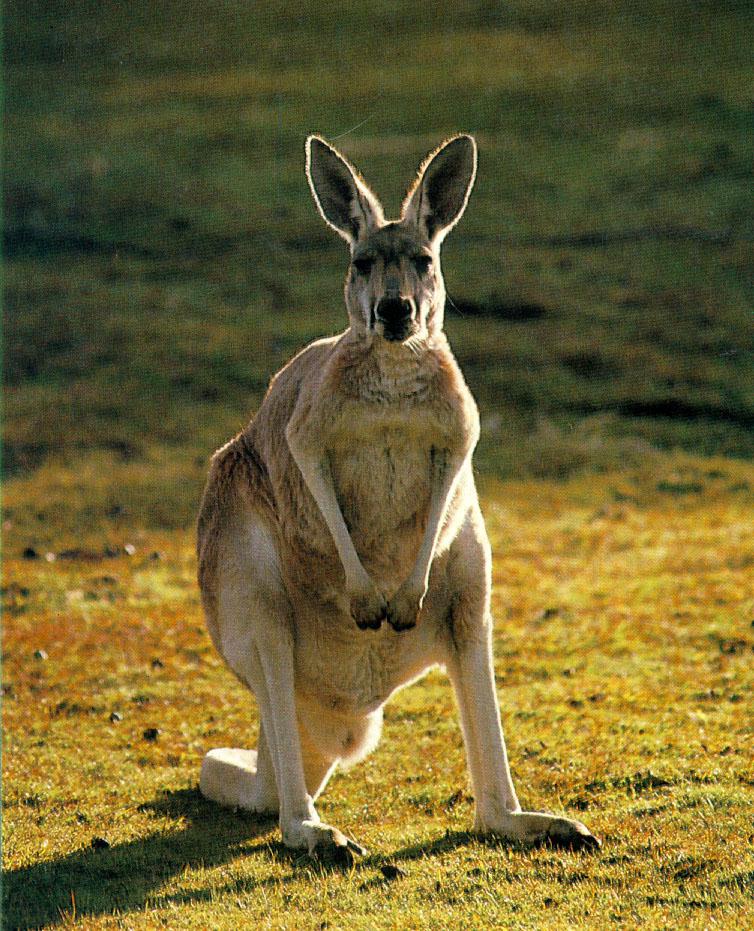 wffm039-Kangaroo.jpg