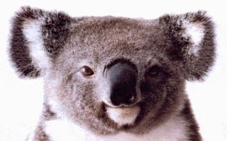 koala2.gif