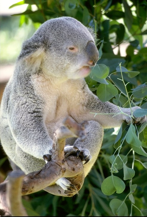 SHImg0056-Koala-Sleepy Dinner.jpg