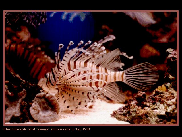 lionfish003.jpg