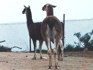 2Llamas-anim041.jpg