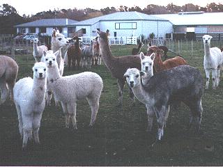 Llama Herd-anim037.jpg