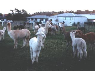 Llama Herd-anim038.jpg