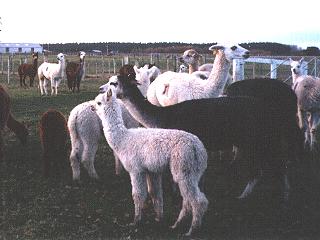 Llama Herd-anim039.jpg