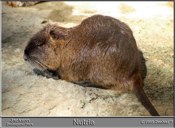 nutria Jackson Zoo.jpg