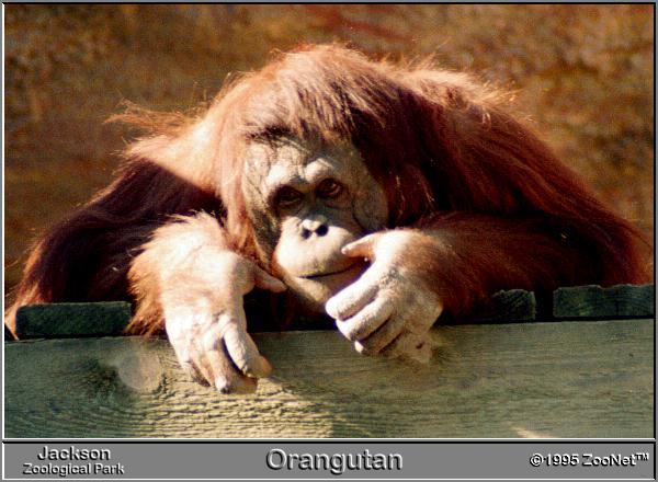 orangutan Jackson Zoo.jpg