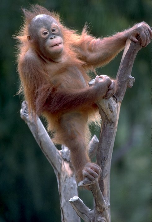 SHImg0041-Orangutan-Standing-OnBranch.jpg