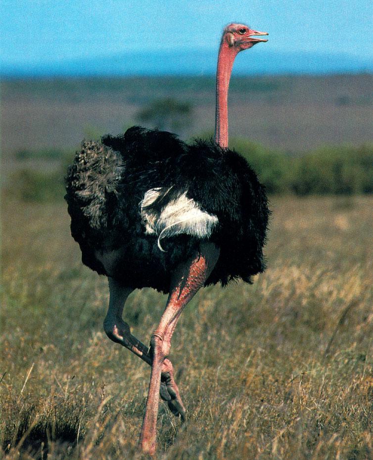 wffb021-Ostrich.jpg