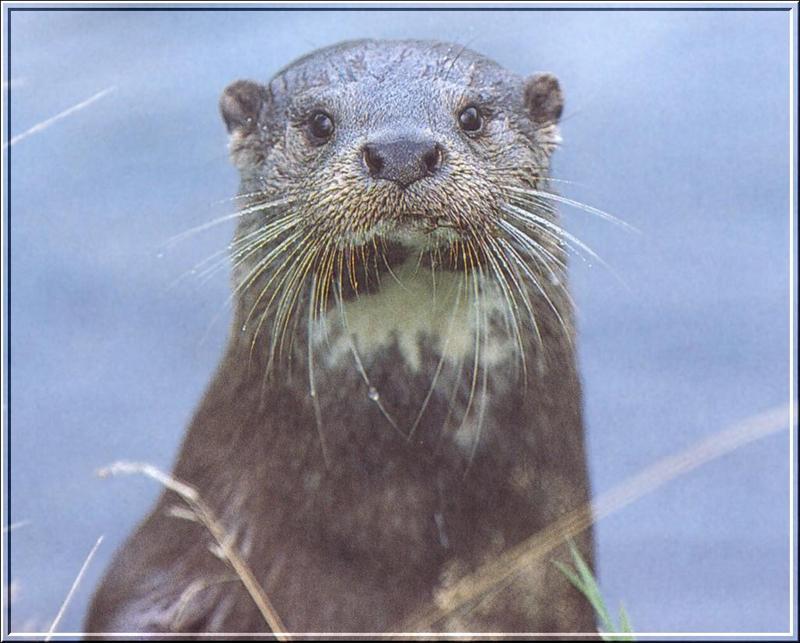 PO wl2 074 Loutre.jpg