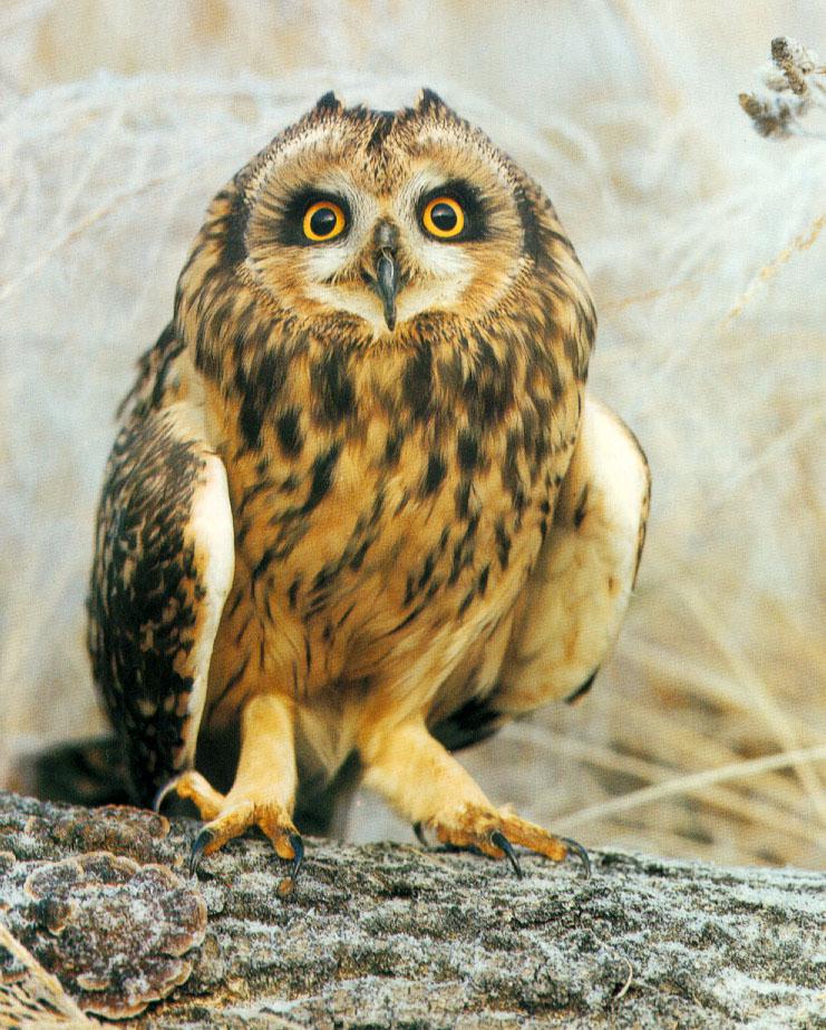 wffb028-Owl.jpg