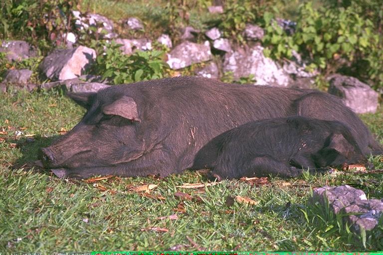 img0058-black Pigs.jpg