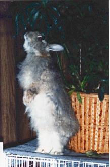 FooPlant rabbit.jpg