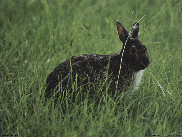 Rabbit-anim090.jpg