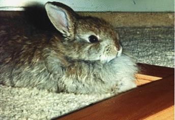 ZowieBaby rabbit.jpg