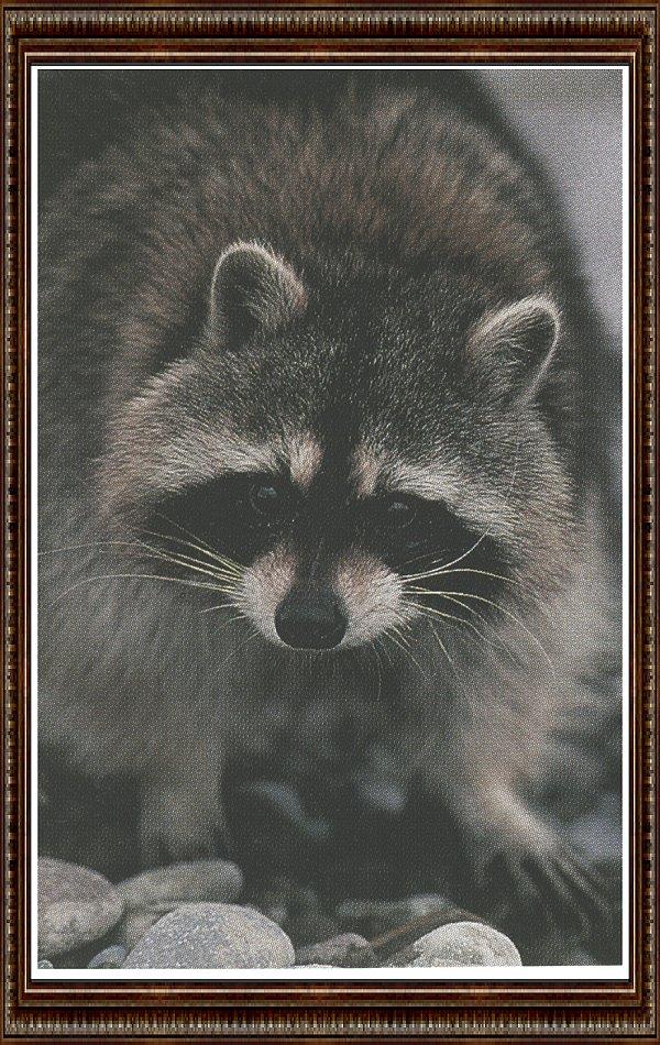 16 IllStateParks-Photo Frank S. Balthis-Raccoon graylady.jpg