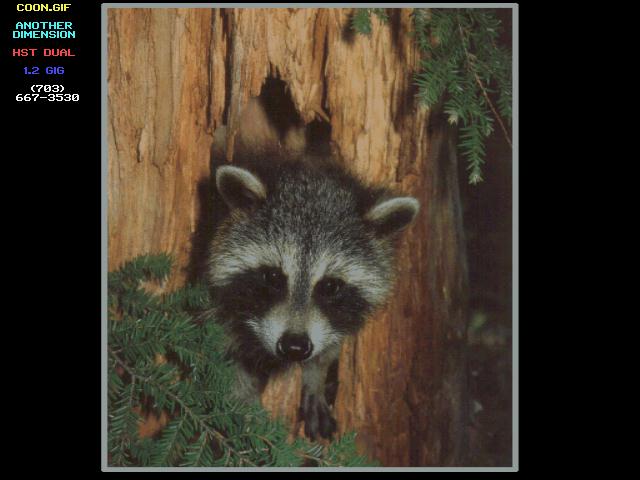 anim077-Raccoon Head Out Of Hole.jpg