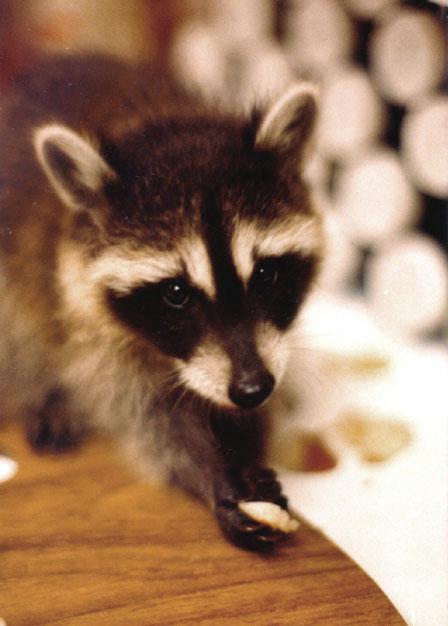 knox-young raccoon.jpg