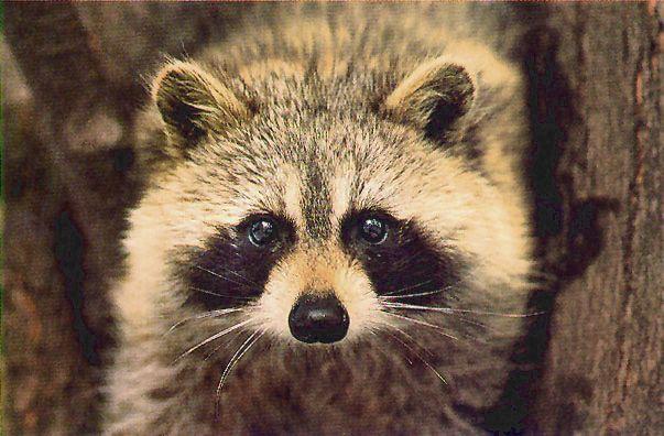 raccoon face1.jpg