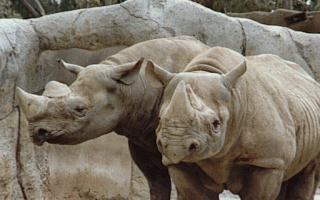 anim032 - two Rhinoceroses.jpg