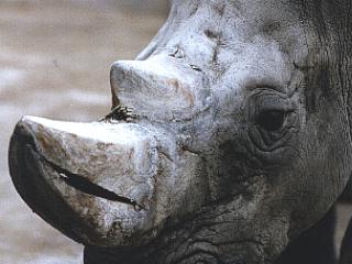 anim037 - Rhinoceros Head.jpg