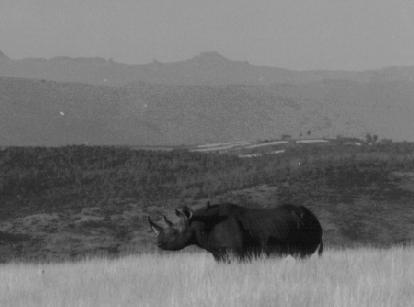 Rhinoceros - Mt Kenya.jpg