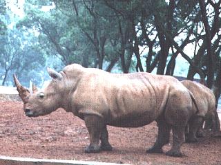 rhinoceros-anim039.jpg