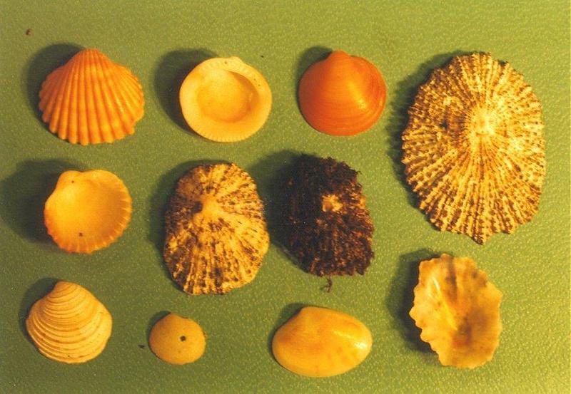 Shells2-from La Palma.jpg