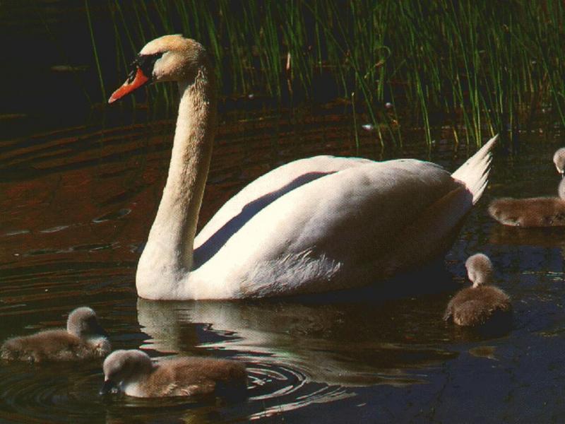 animal31- Mute Swan and chicks.jpg