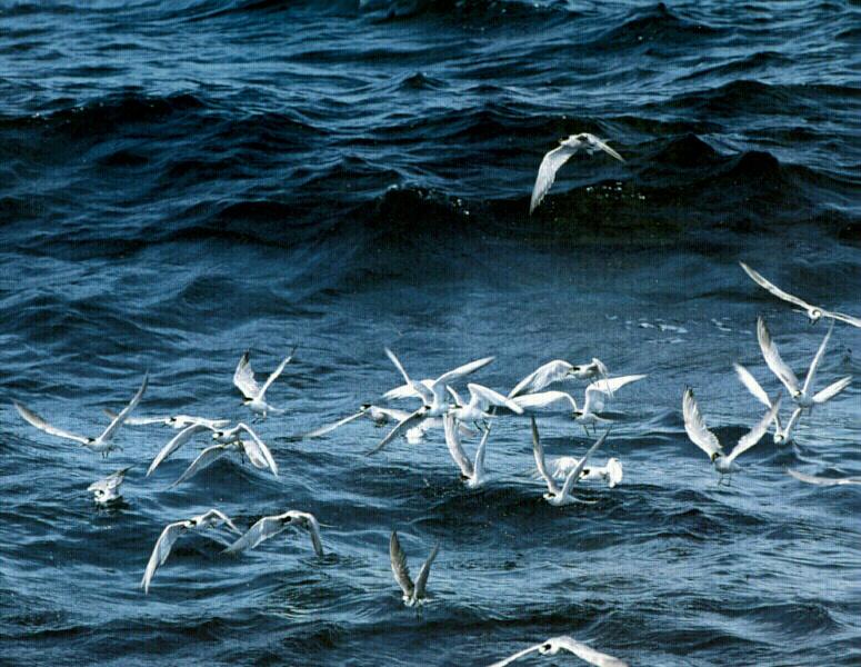 Terns And Waves.jpg