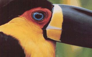 bird054-Panama Great Beak Head-Toucan-.jpg