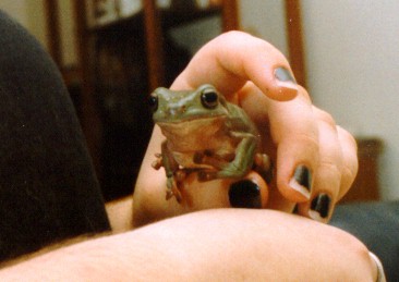 frog gorfhand.jpg