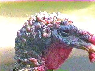 Turkey Head-bird129.jpg