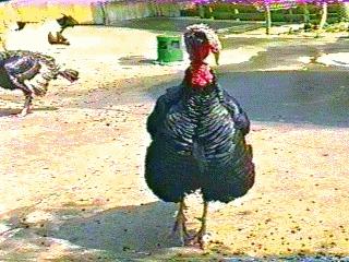 Turkey-bird130.jpg
