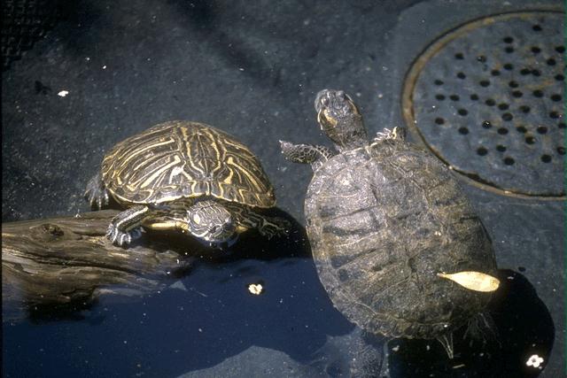 anim061 - 2 turtles.jpg