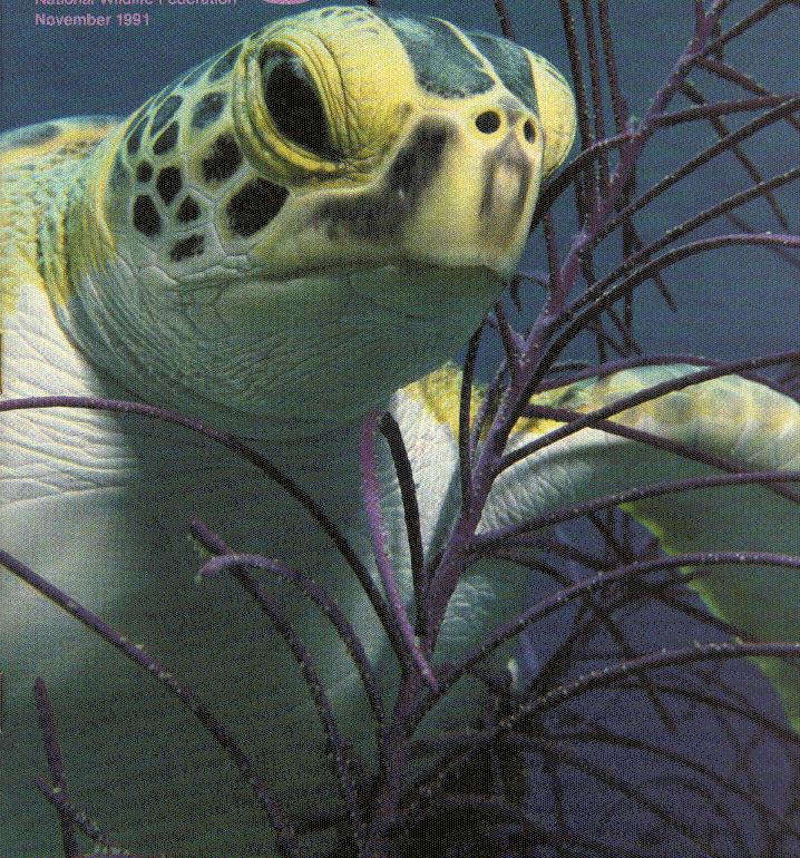 anim077-Sea Turtle head.jpg