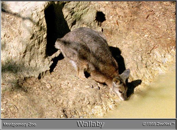 wallaby Montgomery Zoo.jpg