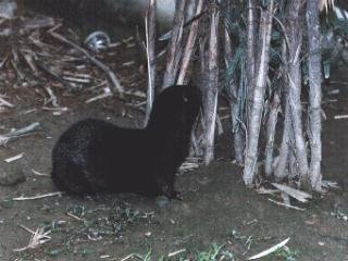 anim017 - Black Weasel.jpg