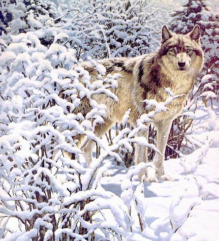 Art-Wolf Snow.jpg