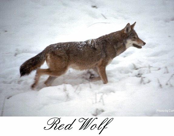 redwolf01.jpg