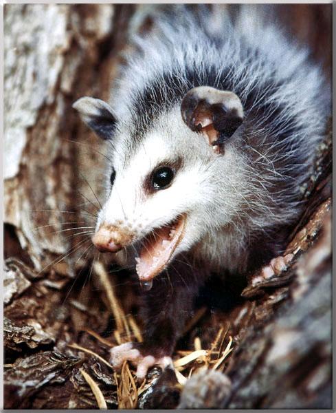 Virginia Opossum 13-Snarls-Closeup.JPG
