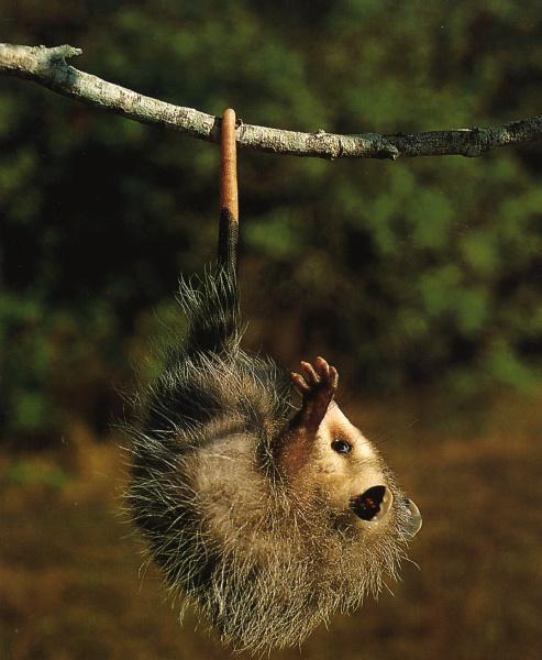 Florida-III Possum-Opossum hanging branch with tail.JPG