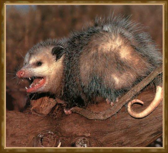 Opossum 01.jpg