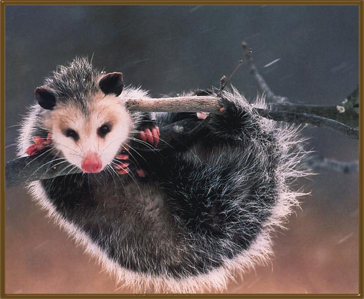 Opossum 03.jpg