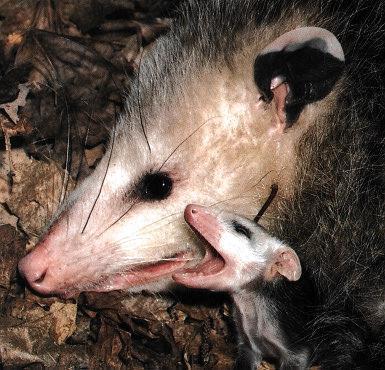 Opossum 0.jpg