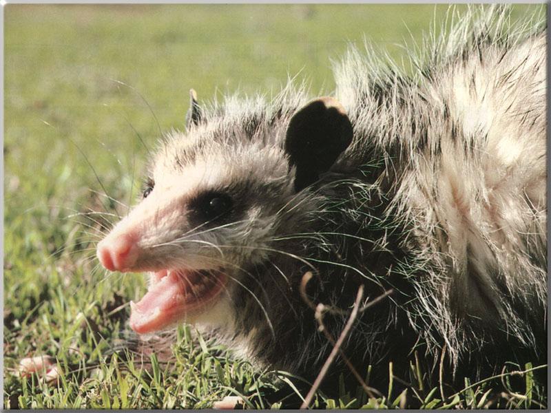 Opossum 12-Snarls on the grassland.JPG
